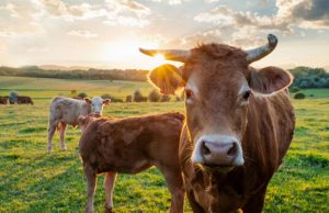 Farmers finds his pasture empty, then stumbles upon all 32 of his cows d3ad in a pile