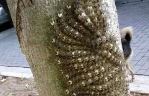 What my daughter nearly touched could have cost her l.ife: Never ignore this sign in nature