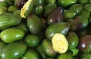 Doctors reveal that eating avocado causes…