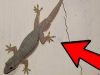 When a lizard visits your house, it’s a warn.ing that …