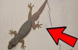 When a lizard visits your house, it’s a warn.ing that …