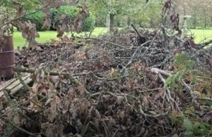 Can you spot the hidden dog? Only people with eagle eyesight can!