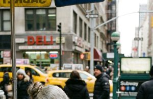 “‘One day I’ll pay you back. I promise.’ Fourteen years after feeding a hungry little girl, a sleek black car pulled up to the vendor’s stall and changed his life in ways he never imagined.”